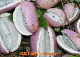 息烽八月瓜免费吃,息烽免费尝鲜之旅